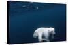 Underwater Polar Bear near Frozen Strait, Nunavut, Canada-Paul Souders-Stretched Canvas