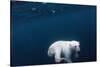 Underwater Polar Bear near Frozen Strait, Nunavut, Canada-Paul Souders-Stretched Canvas