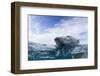 Underwater Polar Bear near Frozen Strait, Nunavut, Canada-Paul Souders-Framed Photographic Print