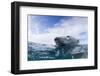 Underwater Polar Bear near Frozen Strait, Nunavut, Canada-Paul Souders-Framed Photographic Print