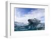 Underwater Polar Bear near Frozen Strait, Nunavut, Canada-Paul Souders-Framed Photographic Print