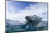 Underwater Polar Bear near Frozen Strait, Nunavut, Canada-Paul Souders-Mounted Photographic Print