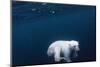 Underwater Polar Bear near Frozen Strait, Nunavut, Canada-Paul Souders-Mounted Photographic Print