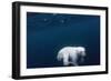 Underwater Polar Bear near Frozen Strait, Nunavut, Canada-Paul Souders-Framed Photographic Print