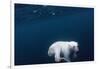 Underwater Polar Bear near Frozen Strait, Nunavut, Canada-Paul Souders-Framed Photographic Print