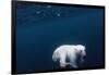 Underwater Polar Bear near Frozen Strait, Nunavut, Canada-Paul Souders-Framed Photographic Print