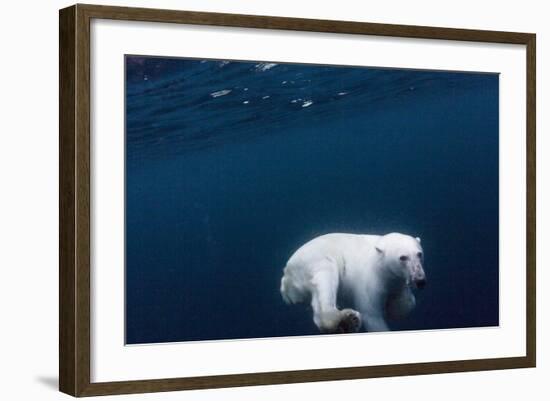 Underwater Polar Bear near Frozen Strait, Nunavut, Canada-Paul Souders-Framed Photographic Print