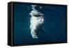 Underwater Polar Bear, Nunavut, Canada-Paul Souders-Framed Stretched Canvas