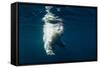 Underwater Polar Bear, Nunavut, Canada-Paul Souders-Framed Stretched Canvas