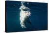 Underwater Polar Bear, Nunavut, Canada-Paul Souders-Stretched Canvas