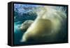 Underwater Polar Bear, Nunavut, Canada-Paul Souders-Framed Stretched Canvas