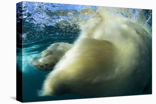 Underwater Polar Bear, Nunavut, Canada-Paul Souders-Stretched Canvas