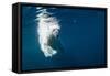 Underwater Polar Bear, Nunavut, Canada-Paul Souders-Framed Stretched Canvas