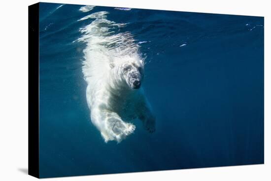Underwater Polar Bear, Nunavut, Canada-Paul Souders-Stretched Canvas