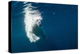 Underwater Polar Bear, Nunavut, Canada-Paul Souders-Stretched Canvas