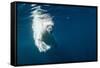 Underwater Polar Bear, Nunavut, Canada-Paul Souders-Framed Stretched Canvas