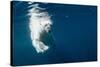 Underwater Polar Bear, Nunavut, Canada-Paul Souders-Stretched Canvas