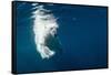 Underwater Polar Bear, Nunavut, Canada-Paul Souders-Framed Stretched Canvas