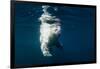 Underwater Polar Bear, Nunavut, Canada-Paul Souders-Framed Photographic Print