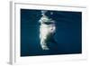 Underwater Polar Bear, Nunavut, Canada-Paul Souders-Framed Photographic Print