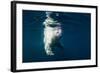 Underwater Polar Bear, Nunavut, Canada-Paul Souders-Framed Photographic Print