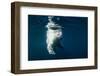 Underwater Polar Bear, Nunavut, Canada-Paul Souders-Framed Photographic Print