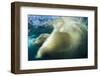 Underwater Polar Bear, Nunavut, Canada-Paul Souders-Framed Photographic Print