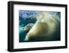 Underwater Polar Bear, Nunavut, Canada-Paul Souders-Framed Photographic Print