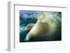 Underwater Polar Bear, Nunavut, Canada-Paul Souders-Framed Photographic Print