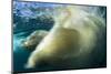 Underwater Polar Bear, Nunavut, Canada-Paul Souders-Mounted Photographic Print