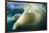 Underwater Polar Bear, Nunavut, Canada-Paul Souders-Framed Photographic Print