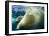 Underwater Polar Bear, Nunavut, Canada-Paul Souders-Framed Photographic Print