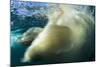 Underwater Polar Bear, Nunavut, Canada-Paul Souders-Mounted Photographic Print