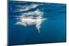 Underwater Polar Bear, Nunavut, Canada-Paul Souders-Mounted Photographic Print