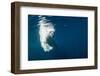 Underwater Polar Bear, Nunavut, Canada-Paul Souders-Framed Photographic Print