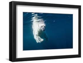 Underwater Polar Bear, Nunavut, Canada-Paul Souders-Framed Photographic Print