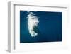 Underwater Polar Bear, Nunavut, Canada-Paul Souders-Framed Photographic Print