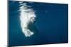 Underwater Polar Bear, Nunavut, Canada-Paul Souders-Mounted Photographic Print