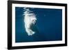 Underwater Polar Bear, Nunavut, Canada-Paul Souders-Framed Photographic Print