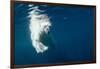 Underwater Polar Bear, Nunavut, Canada-Paul Souders-Framed Photographic Print