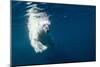 Underwater Polar Bear, Nunavut, Canada-Paul Souders-Mounted Photographic Print