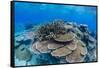 Underwater Profusion of Hard Plate Corals at Pulau Setaih Island, Natuna Archipelago, Indonesia-Michael Nolan-Framed Stretched Canvas