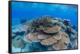 Underwater Profusion of Hard Plate Corals at Pulau Setaih Island, Natuna Archipelago, Indonesia-Michael Nolan-Framed Stretched Canvas