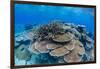 Underwater Profusion of Hard Plate Corals at Pulau Setaih Island, Natuna Archipelago, Indonesia-Michael Nolan-Framed Photographic Print