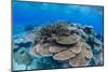 Underwater Profusion of Hard Plate Corals at Pulau Setaih Island, Natuna Archipelago, Indonesia-Michael Nolan-Mounted Photographic Print