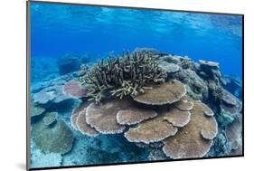 Underwater Profusion of Hard Plate Corals at Pulau Setaih Island, Natuna Archipelago, Indonesia-Michael Nolan-Mounted Photographic Print