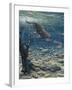 Underwater Pursuit-Jeff Tift-Framed Giclee Print