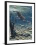 Underwater Pursuit-Jeff Tift-Framed Giclee Print