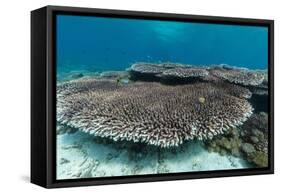 Underwater Reef System on Pink Sand Beach, Komodo National Park, Komodo Island, Indonesia-Michael Nolan-Framed Stretched Canvas