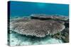 Underwater Reef System on Pink Sand Beach, Komodo National Park, Komodo Island, Indonesia-Michael Nolan-Stretched Canvas